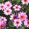 Anthemis Molimba - Marguerite vivace