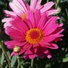 Anthemis Molimba - Marguerite vivace