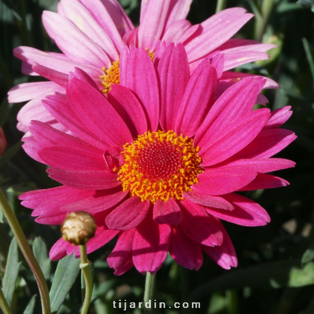 Anthemis Molimba - Marguerite vivace