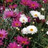 Anthemis Molimba - Marguerite vivace