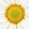 Anthemis Molimba - Marguerite vivace