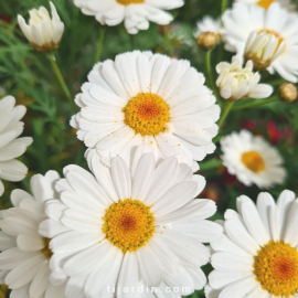 Anthemis Molimba - Marguerite vivace