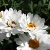 Anthemis Molimba - Marguerite vivace