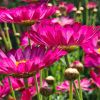 Anthemis Molimba - Marguerite vivace