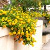 Lantana camara repens 'Jaune Carpet'