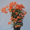 Bougainvillea 'Marie Orange'