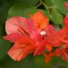 Bougainvillier 'Marie Orange'