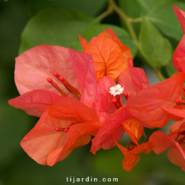 Bougainvillea 'Marie Orange'