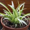 Chlorophytum cosmosum 'Variegata'