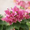 Bougainvillea 'Mini Thaï' Bonzai