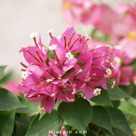 Bougainvillea 'Mini Thaï' Bonzai