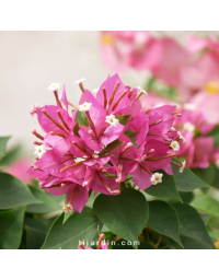 Bougainvillier 'Mini Thaï' Bonzai