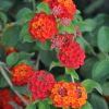 Lantana camara 'Rouge de Corse'