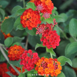 Lantana camara 'Rouge de Corse'