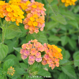 Lantana camara 'Alleluya'