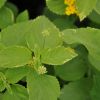 Lantana camara 'Aloha'