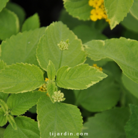 Lantana camara 'Aloha'