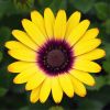 Osteospermum compact