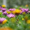 Osteospermum compact