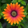 Osteospermum compact