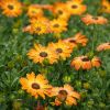 Osteospermum compact