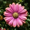 Osteospermum compact