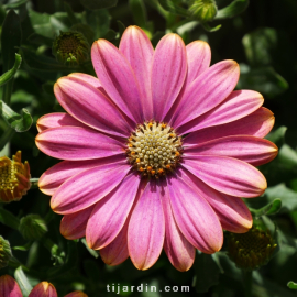 Osteospermum compact