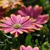 Osteospermum compact