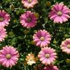 Osteospermum compact