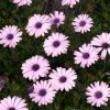 Osteospermum compact