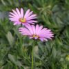 Osteospermum Jucundum