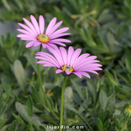 Osteospermum Jucundum