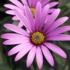 Osteospermum Jucundum