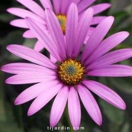 Osteospermum Jucundum