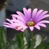 Osteospermum Jucundum