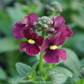 Nemesia fruticans Magenta