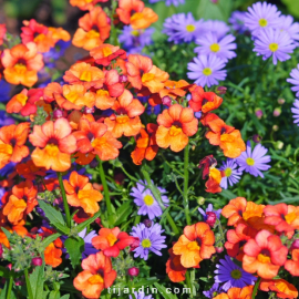 Nemesia hybride 'Sunsatia'