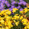 Nemesia hybride 'Sunsatia'