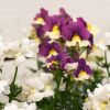 Nemesia fruticans 'Vanilla Berry'