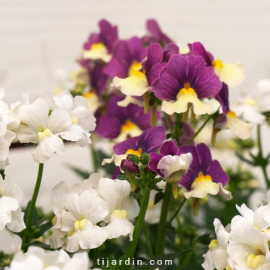 Nemesia fruticans 'Vanilla Berry'
