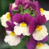 Nemesia fruticans 'Vanilla Berry'