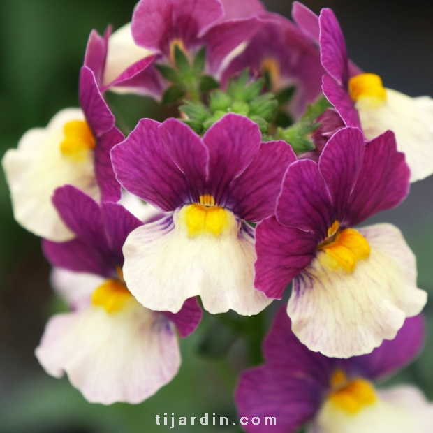 Nemesia fruticans 'Vanilla Berry'