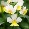 Nemesia fruticans 'Citrine'