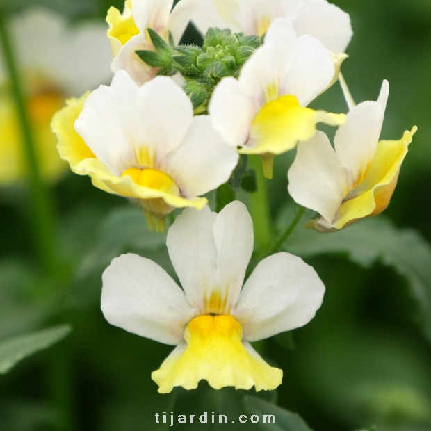 Nemesia fruticans 'Citrine'
