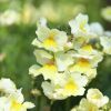 Nemesia fruticans 'Citrine'