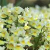 Nemesia fruticans 'Citrine'