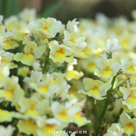 Nemesia fruticans 'Citrine'