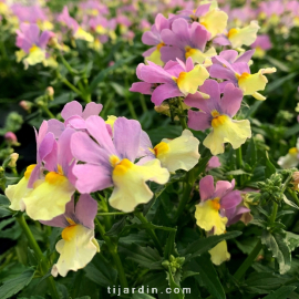 Nemesia fruticans 'Pink Lemonade'
