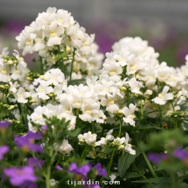 Nemesia Fruticans 'Nuvo'