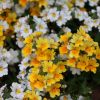 Nemesia hybride 'Sunsatia'